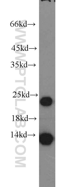 MYL1 Rabbit anti-Human, Mouse, Rat, Polyclonal, Proteintech 150 &mu;L;