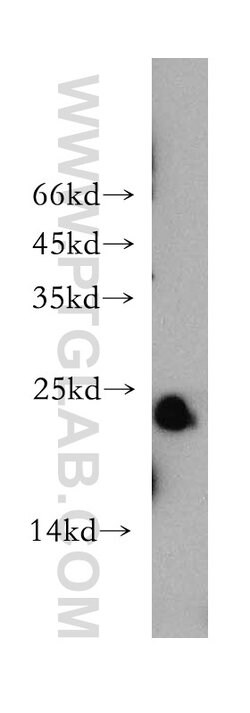 MYL1 Rabbit anti-Human, Mouse, Rat, Polyclonal, Proteintech 150 &mu;L;