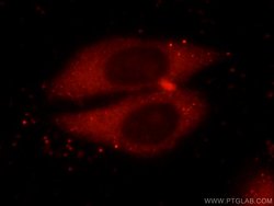 PRDX1 Rabbit anti-Human, Mouse, Rat, Polyclonal, Proteintech 150 &mu;L;