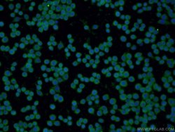 PRDX1 Rabbit anti-Human, Mouse, Rat, Polyclonal, Proteintech 150 &mu;L;
