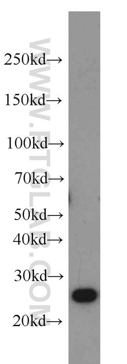 PRDX1 Rabbit anti-Human, Mouse, Rat, Polyclonal, Proteintech 150 &mu;L;