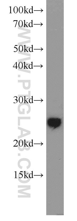 PRDX1 Rabbit anti-Human, Mouse, Rat, Polyclonal, Proteintech 150 &mu;L;