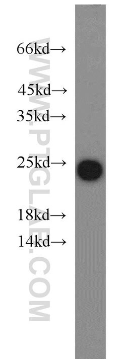 PRDX1 Rabbit anti-Human, Mouse, Rat, Polyclonal, Proteintech 150 &mu;L;