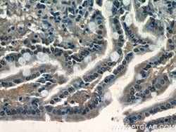 XRCC4 Rabbit anti-Human, Rat, Polyclonal, Proteintech 150 &mu;L; Unconjugated:Antibodies,