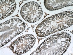 XRCC4 Rabbit anti-Human, Rat, Polyclonal, Proteintech 150 &mu;L; Unconjugated:Antibodies,