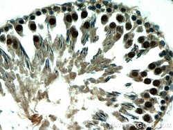 XRCC4 Rabbit anti-Human, Rat, Polyclonal, Proteintech 150 &mu;L; Unconjugated:Antibodies,