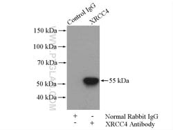 XRCC4 Rabbit anti-Human, Rat, Polyclonal, Proteintech 150 &mu;L; Unconjugated:Antibodies,