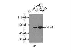 PKM2 Rabbit anti-Human, Mouse, Polyclonal, Proteintech 150 &mu;L; Unconjugated:Antibodies,