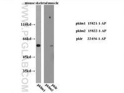 PKM2 Rabbit anti-Human, Mouse, Polyclonal, Proteintech 150 &mu;L; Unconjugated:Antibodies,