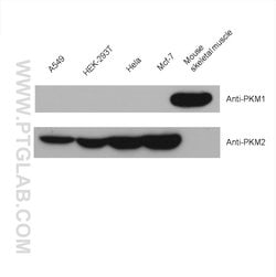 PKM2 Rabbit anti-Human, Mouse, Polyclonal, Proteintech 150 &mu;L; Unconjugated:Antibodies,