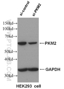PKM2 Rabbit anti-Human, Mouse, Polyclonal, Proteintech 150 &mu;L; Unconjugated:Antibodies,