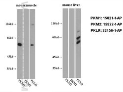 PKM2 Rabbit anti-Human, Mouse, Polyclonal, Proteintech 150 &mu;L; Unconjugated:Antibodies,