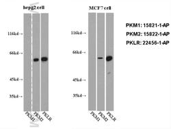 PKM2 Rabbit anti-Human, Mouse, Polyclonal, Proteintech 150 &mu;L; Unconjugated:Antibodies,