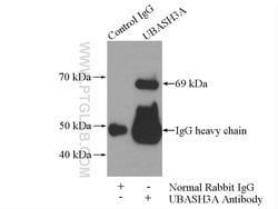 UBASH3A Rabbit anti-Human, Mouse, Rat, Polyclonal, Proteintech:Antibodies:Primary