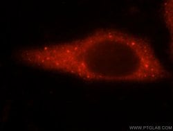 GARS Rabbit anti-Human, Mouse, Rat, Polyclonal, Proteintech:Antibodies:Primary