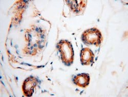 GARS Rabbit anti-Human, Mouse, Rat, Polyclonal, Proteintech:Antibodies:Primary