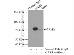 GARS Rabbit anti-Human, Mouse, Rat, Polyclonal, Proteintech:Antibodies:Primary