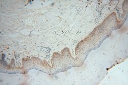 GSTT1 Rabbit anti-Human, Mouse, Rat, Polyclonal, Proteintech 150 &mu;L;