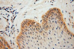 GSTT1 Rabbit anti-Human, Mouse, Rat, Polyclonal, Proteintech 150 &mu;L;
