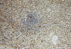 GSTT1 Rabbit anti-Human, Mouse, Rat, Polyclonal, Proteintech 150 &mu;L;