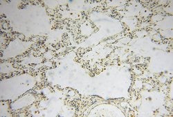 GSTT1 Rabbit anti-Human, Mouse, Rat, Polyclonal, Proteintech 150 &mu;L;