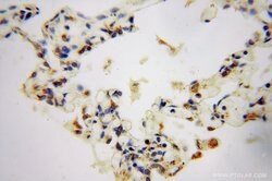 GSTT1 Rabbit anti-Human, Mouse, Rat, Polyclonal, Proteintech 150 &mu;L;