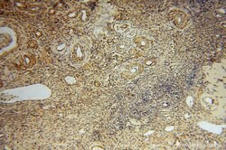 GSTT1 Rabbit anti-Human, Mouse, Rat, Polyclonal, Proteintech 150 &mu;L;