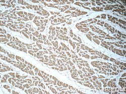 GSTT1 Rabbit anti-Human, Mouse, Rat, Polyclonal, Proteintech 150 &mu;L;