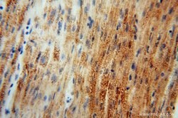 GSTT1 Rabbit anti-Human, Mouse, Rat, Polyclonal, Proteintech 150 &mu;L;