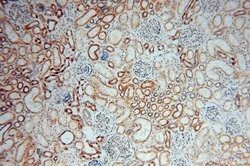 GSTT1 Rabbit anti-Human, Mouse, Rat, Polyclonal, Proteintech 150 &mu;L;