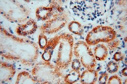 GSTT1 Rabbit anti-Human, Mouse, Rat, Polyclonal, Proteintech 150 &mu;L;