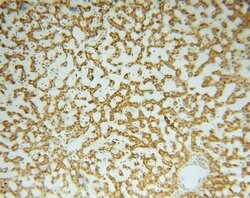 GSTT1 Rabbit anti-Human, Mouse, Rat, Polyclonal, Proteintech 150 &mu;L;