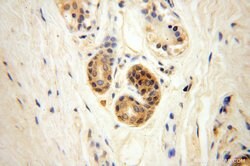 Proteintech CYTL1 Rabbit anti-Human, Mouse, Rat, Polyclonal, Proteintech