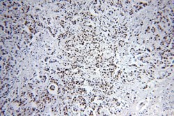 SF3A1 Rabbit anti-Human, Mouse, Rat, Polyclonal, Proteintech 150 &mu;L;