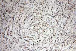 SF3A1 Rabbit anti-Human, Mouse, Rat, Polyclonal, Proteintech 150 &mu;L;
