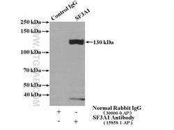 SF3A1 Rabbit anti-Human, Mouse, Rat, Polyclonal, Proteintech 150 &mu;L;