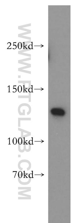 SF3A1 Rabbit anti-Human, Mouse, Rat, Polyclonal, Proteintech 150 &mu;L;