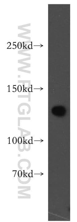 SF3A1 Rabbit anti-Human, Mouse, Rat, Polyclonal, Proteintech 150 &mu;L;