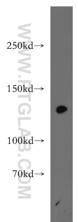 SF3A1 Rabbit anti-Human, Mouse, Rat, Polyclonal, Proteintech 150 &mu;L;