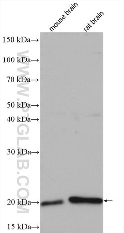 Centrin 2 Rabbit anti-Human, Mouse, Rat, Polyclonal, Proteintech:Antibodies:Primary