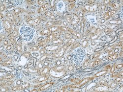PPP2R1A Rabbit anti-Human, Mouse, Rat, Polyclonal, Proteintech 150 &mu;L;