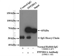 PPP2R1A Rabbit anti-Human, Mouse, Rat, Polyclonal, Proteintech 150 &mu;L;