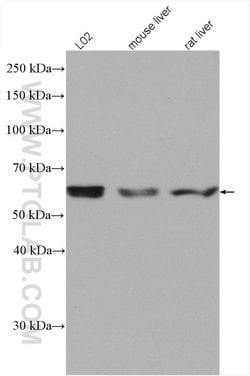 PPP2R1A Rabbit anti-Human, Mouse, Rat, Polyclonal, Proteintech 150 &mu;L;