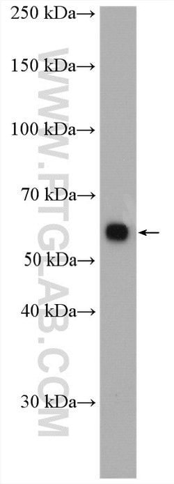 PPP2R1A Rabbit anti-Human, Mouse, Rat, Polyclonal, Proteintech 150 &mu;L;