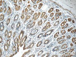 MOBKL3 Rabbit anti-Human, Mouse, Rat, Polyclonal, Proteintech:Antibodies:Primary
