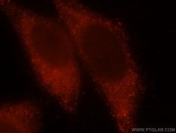Proteintech CALML4 Rabbit anti-Human, Mouse, Rat, Polyclonal, Proteintech