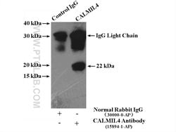 CALML4 Rabbit anti-Human, Mouse, Rat, Polyclonal, Proteintech:Antibodies:Primary