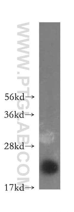 CALML4 Rabbit anti-Human, Mouse, Rat, Polyclonal, Proteintech:Antibodies:Primary