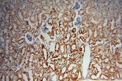 ACTO9 Rabbit anti-Human, Mouse, Rat, Polyclonal, Proteintech 150 &mu;L;
