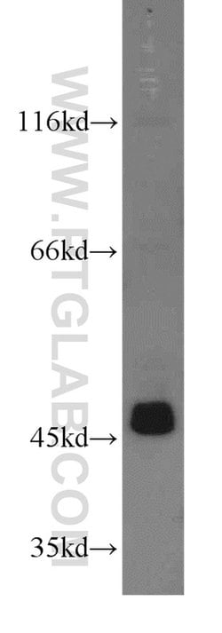 ACTO9 Rabbit anti-Human, Mouse, Rat, Polyclonal, Proteintech 150 &mu;L;